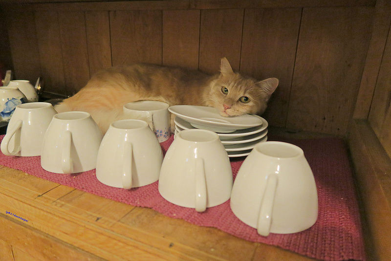 roadtrip-taiwan-TaimaliTaitung-backbacker-hostel-17docintaipei (11)