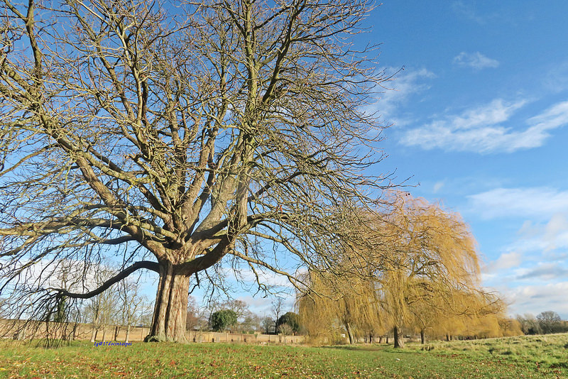 Travel-lonton-HamptonCourtPark-Kingston-17docintaipei- (12)