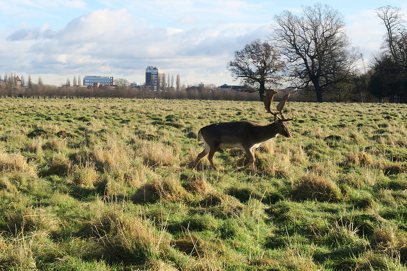 Travel-lonton-HamptonCourtPark-Kingston-17docintaipei- (25)