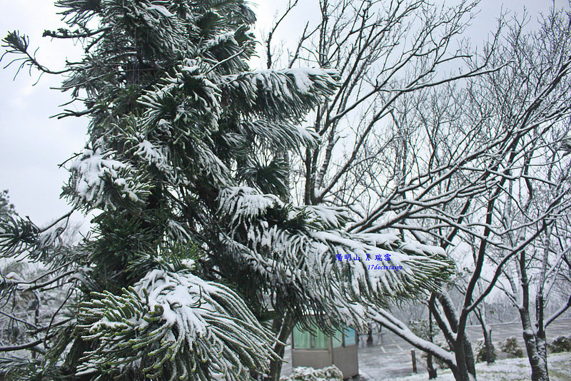 2016-台北陽明山-瑞雪-難得一見的雪白山景-17度C隨拍 (33)