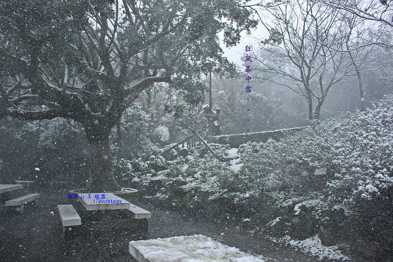 2016-台北陽明山-瑞雪-難得一見的雪白山景-17度C隨拍 (130)