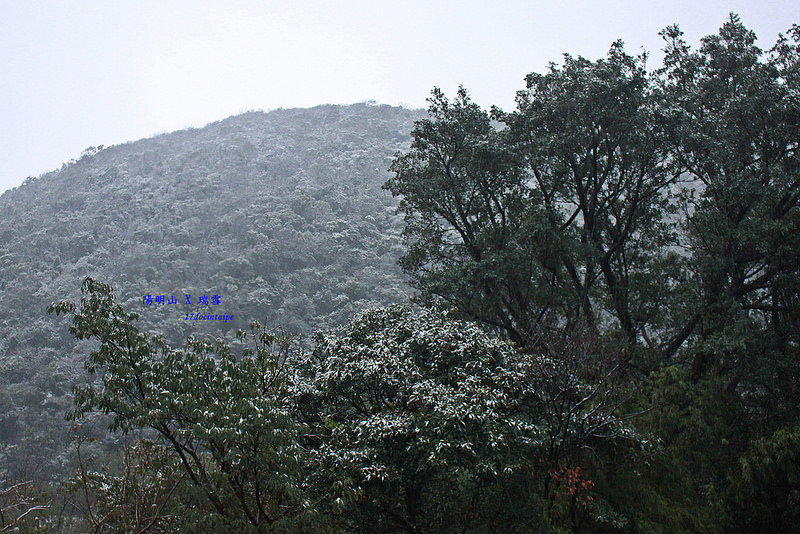 2016-台北陽明山-瑞雪-難得一見的雪白山景-17度C隨拍 (21)