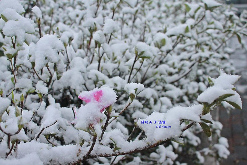 2016-台北陽明山-瑞雪-難得一見的雪白山景-17度C隨拍 (34)