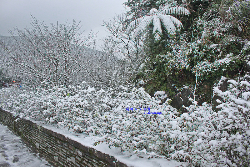 2016-台北陽明山-瑞雪-難得一見的雪白山景-17度C隨拍 (40)