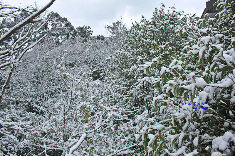 2016-台北陽明山-瑞雪-難得一見的雪白山景-17度C隨拍 (55)