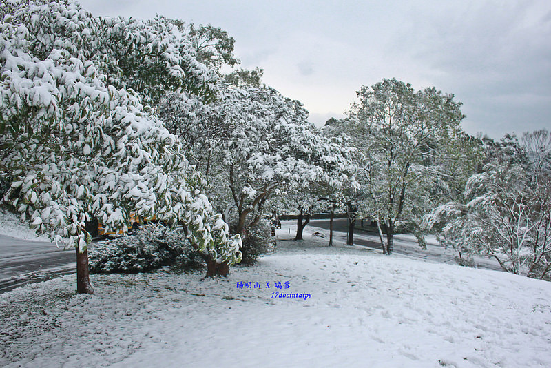 2016-台北陽明山-瑞雪-難得一見的雪白山景-17度C隨拍 (83)