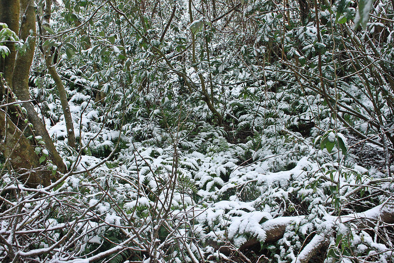 2016-台北陽明山-瑞雪-難得一見的雪白山景-17度C隨拍 (152)