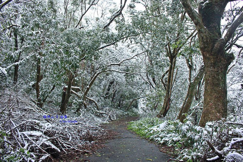 2016-台北陽明山-瑞雪-難得一見的雪白山景-17度C隨拍 (151)