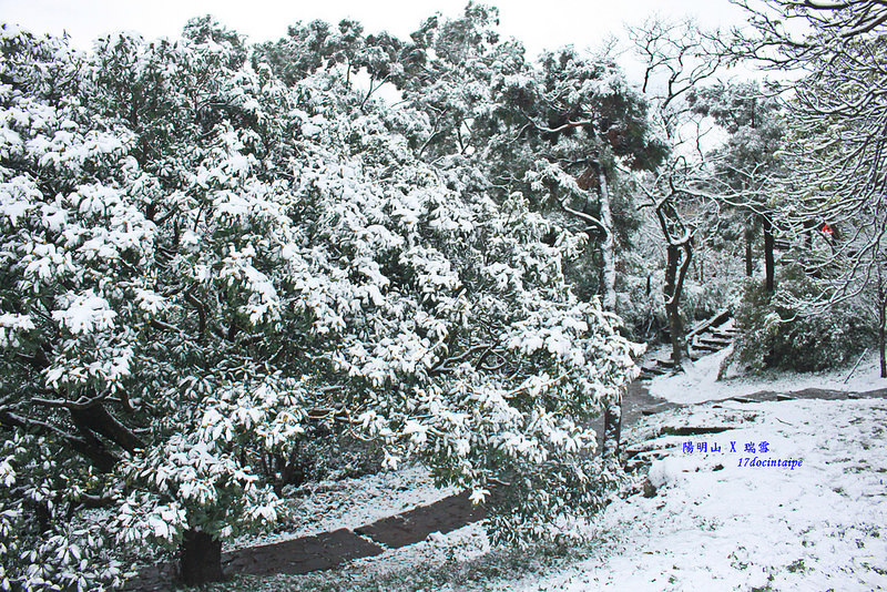 2016-台北陽明山-瑞雪-難得一見的雪白山景-17度C隨拍 (89)