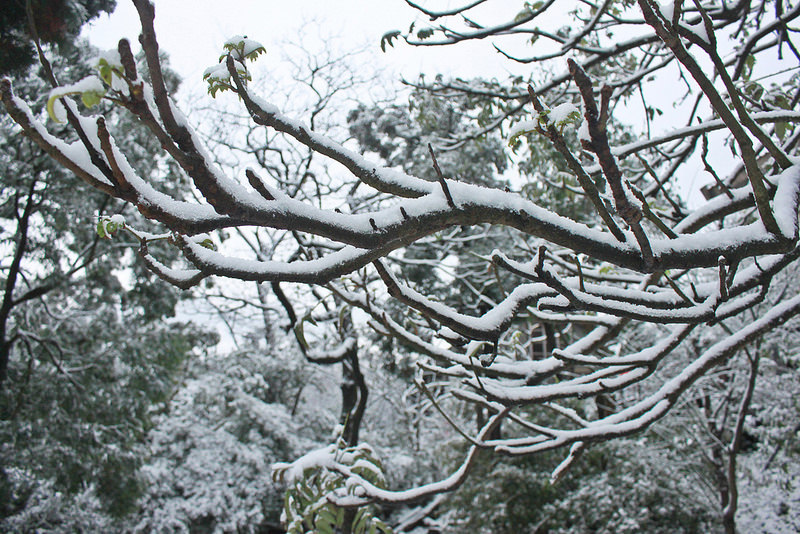 2016-台北陽明山-瑞雪-難得一見的雪白山景-17度C隨拍 (90)