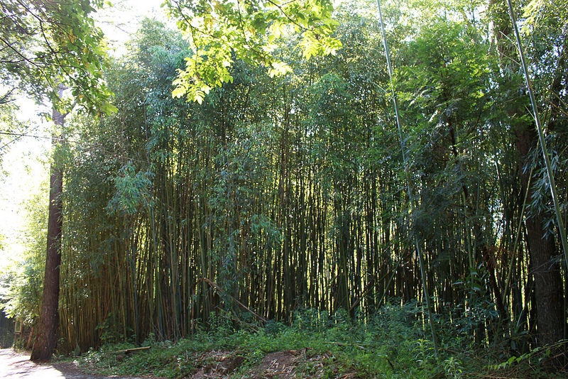 環島-新竹上帝部落-司馬庫斯隨拍 (34)