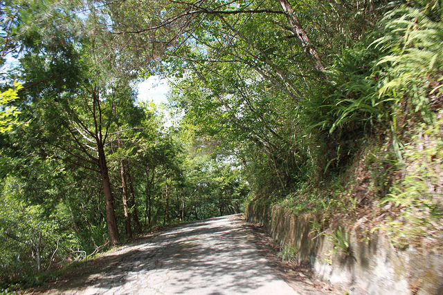 環島。前網上地部落道路-竹60-司馬庫斯產業道路 (71)