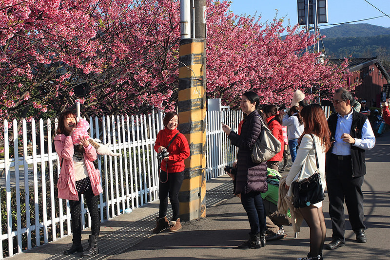 2014-平菁街櫻花 (7)