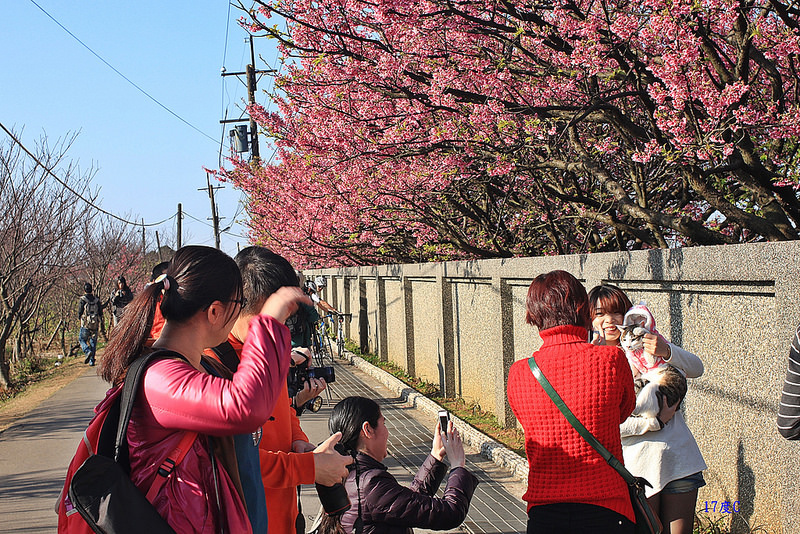 2014-平菁街櫻花 (8)