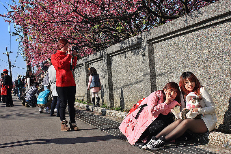 2014-平菁街櫻花 (14)