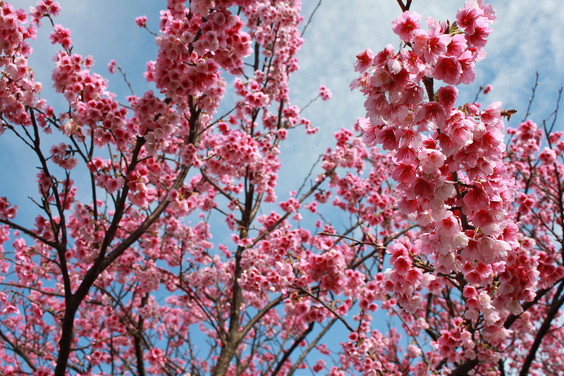 2015-平菁街櫻花17度C隨拍- (33)