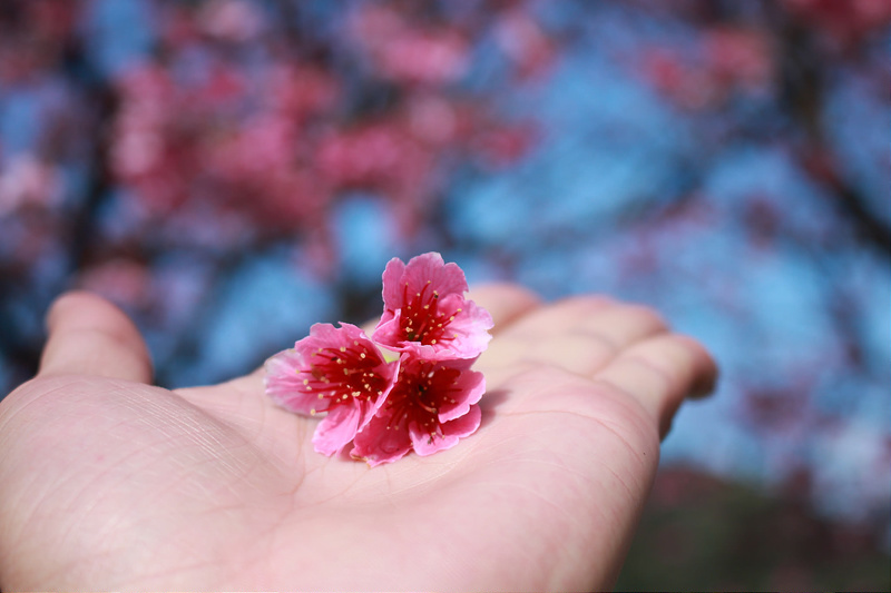 2015-平菁街櫻花17度C隨拍- (44)