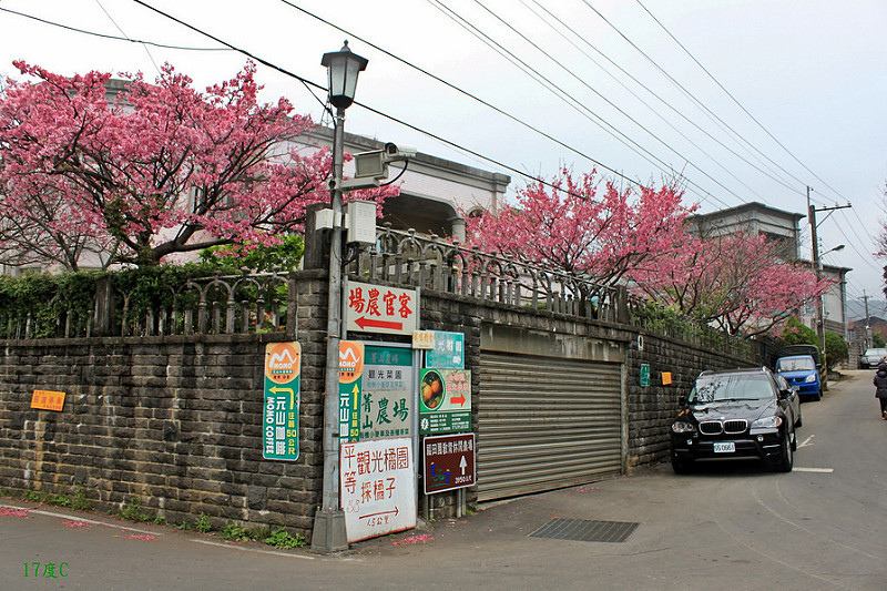 台北旅行。櫻花。平菁街