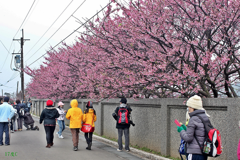 台北旅行。櫻花。平菁街