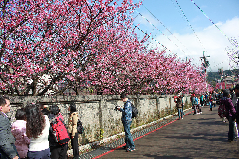 2015-平菁街櫻花17度C隨拍- (46)