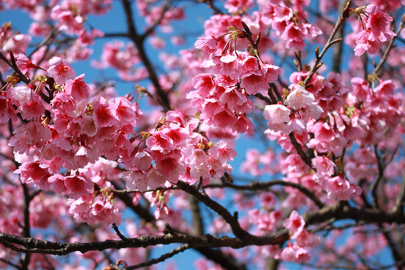 2015-平菁街櫻花17度C隨拍- (42)