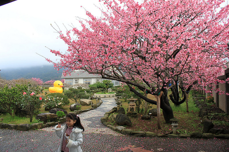 2015-平菁街櫻花17度C隨拍- (17)