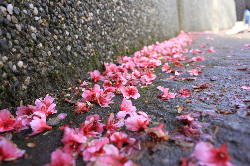 2015-平菁街櫻花17度C隨拍- (53)