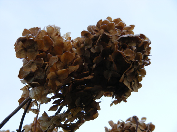 DSCF1369.JPG