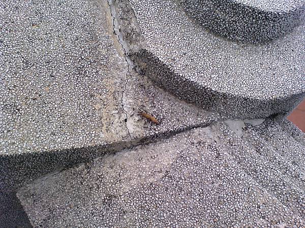 一群螞蟻搬著一隻蛆