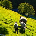 在YH附近的山坡，沿著步道走隨處都可以看到羊
