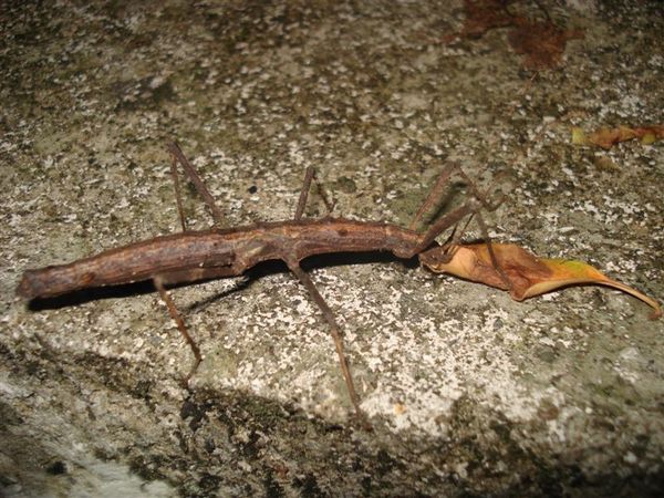 日本棘竹節蟲 (Neohirasea japonica).JPG