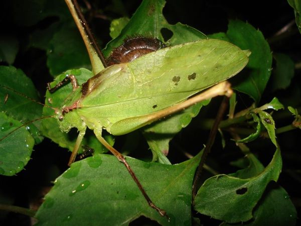 台灣騷斯 Mecopada elongata.JPG