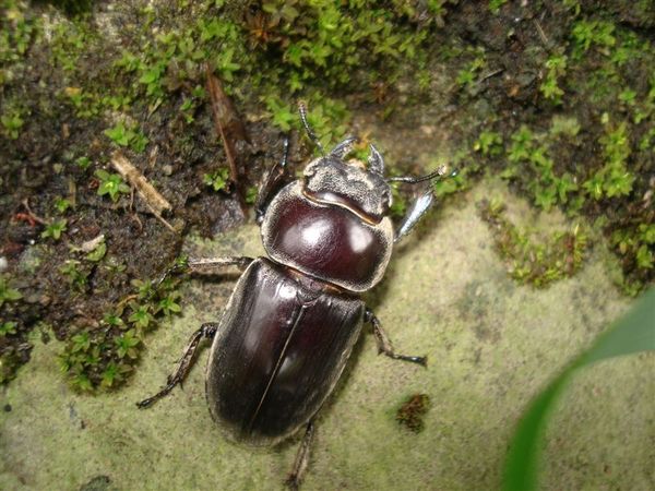 扁鍬形蟲母的Dorcus titanus sika.JPG