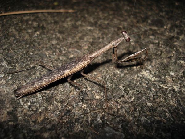 小螳螂 (Statilia maculata).JPG