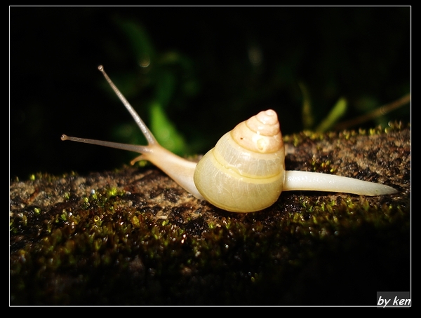 白高腰蝸牛 (Satsuma albida)