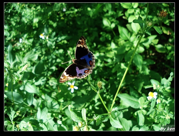 孔雀青峽蝶 (Junonia orithya).jpg