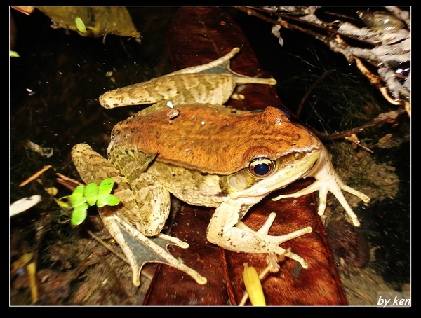 另一隻腹斑蛙 (Rana adenopleura).jpg