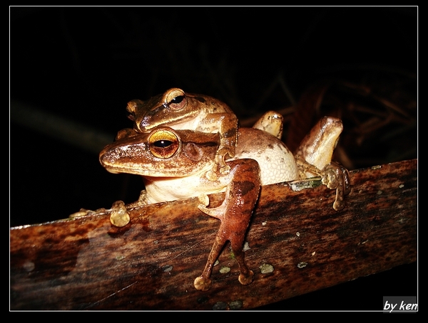 白頷樹蛙抱接 （Polypedates megacephalus）.jpg