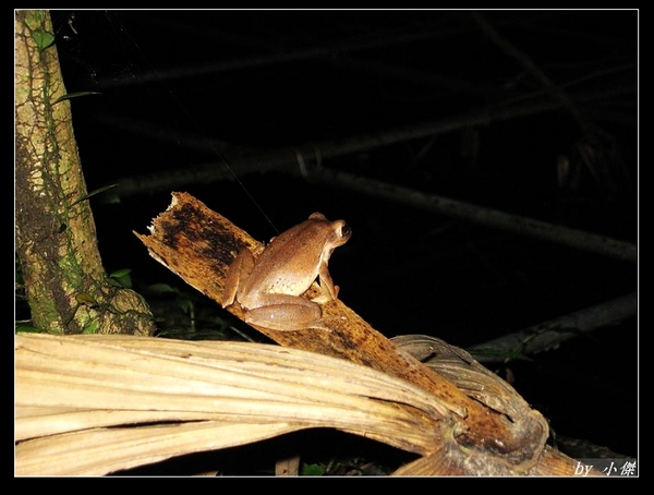 白頷樹蛙的屁股 （Polypedates megacephalus）.jpg