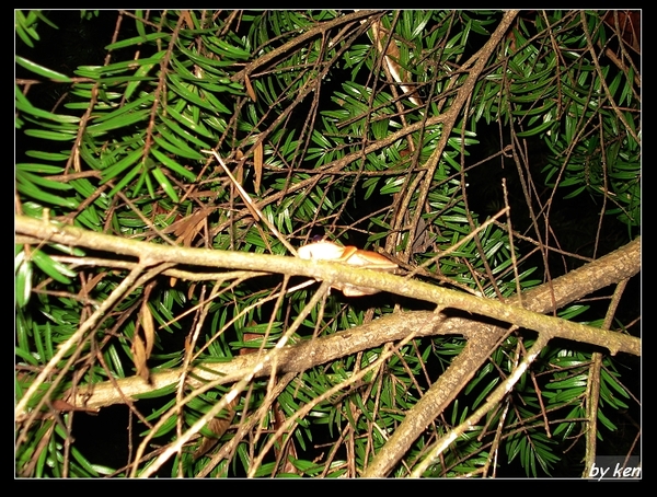 在樹上大鳴的白頷樹蛙（Polypedates megacephalus）.jpg