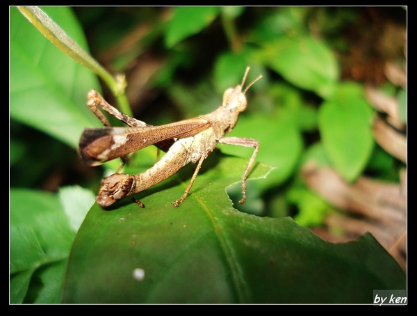 突眼蝗  (Erianthus formosanus).jpg