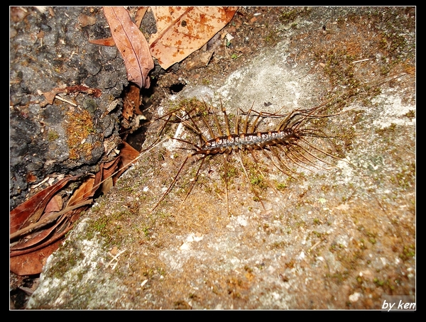 蚰蜒 (Thereuopoda clunifera).jpg