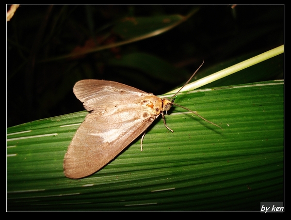 圓端擬燈蛾(Asota heliconia).jpg