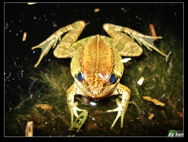 腹斑蛙 (Rana adenopleura).jpg