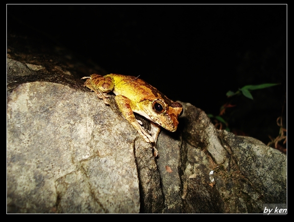 褐樹蛙(Family Rhacophoridae).jpg