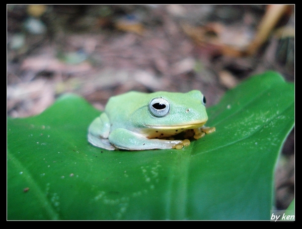 台北樹蛙 (Rhacophorus taipeianus).jpg