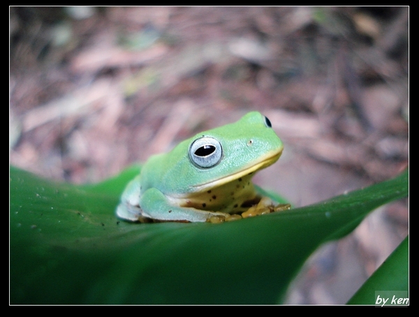 台北樹蛙抬頭 (Rhacophorus taipeianus).jpg