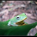 台北樹蛙抬頭 (Rhacophorus taipeianus).jpg