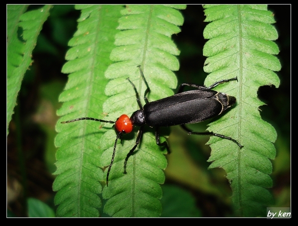 豆莞菁 (Epicauta hirconis).jpg