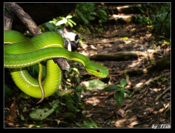 赤尾青竹絲 (Trimeresurus stejnegeri).jpg